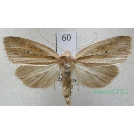 Archanara dissoluta (Treitschke, 1825) Czech60
